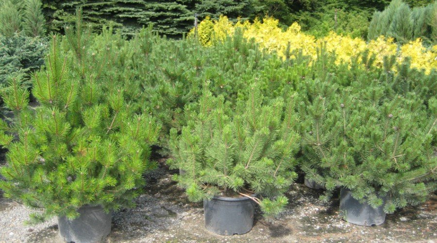 trær KONIFER el einer furu el thuja thous