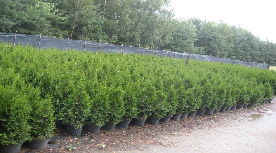trær KONIFER el einer furu el thuja thous