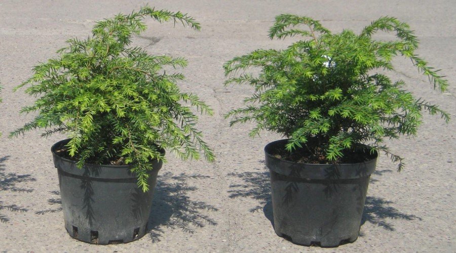 trær KONIFER el einer furu el thuja thous