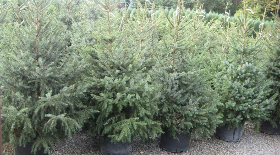 trær KONIFER el einer furu el thuja thous
