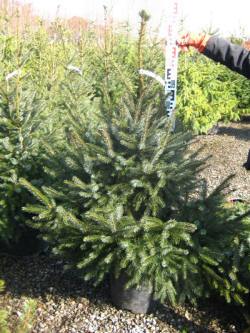 Picea-gran