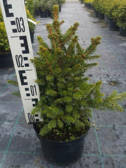 Picea-gran