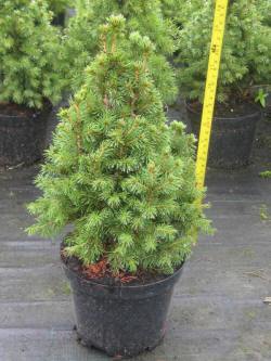 Picea-gran