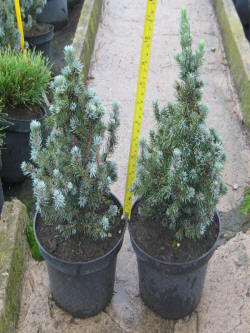 Picea-gran