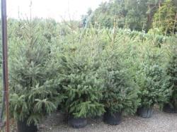 Picea-gran