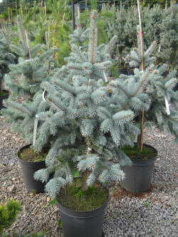 Picea-gran