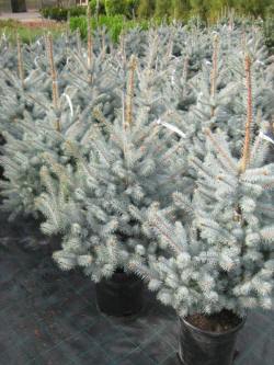 Picea-gran