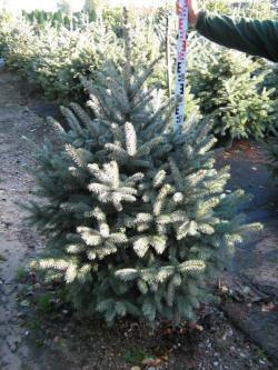 Picea-gran