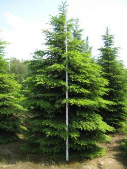 Picea-gran
