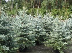 Picea-gran