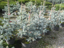 Picea-gran