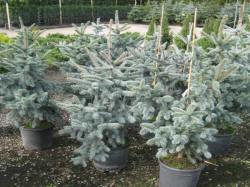 Picea-gran