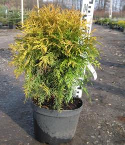 thuja thuja