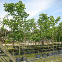 bladplanter