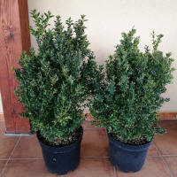 bladplanter