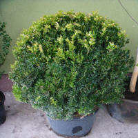 bladplanter
