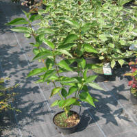 bladplanter