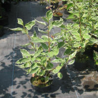 bladplanter