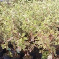 bladplanter