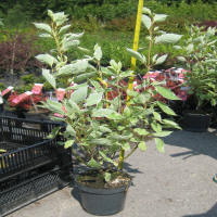 bladplanter