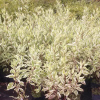 bladplanter