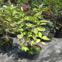 bladplanter