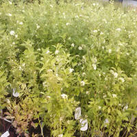 bladplanter
