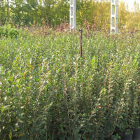 bladplanter