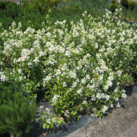 bladplanter