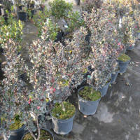 bladplanter