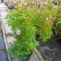 bladplanter