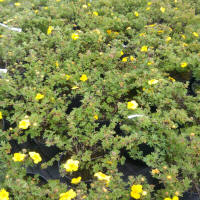 bladplanter