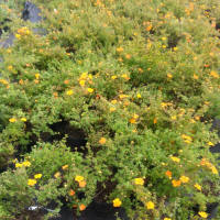 bladplanter