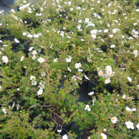 bladplanter