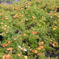bladplanter