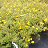 bladplanter