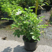 bladplanter
