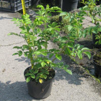 bladplanter