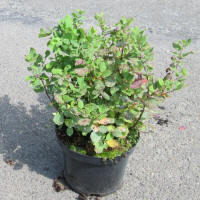 bladplanter