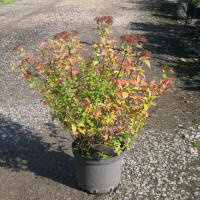 bladplanter