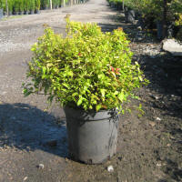 bladplanter