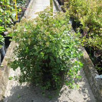 bladplanter